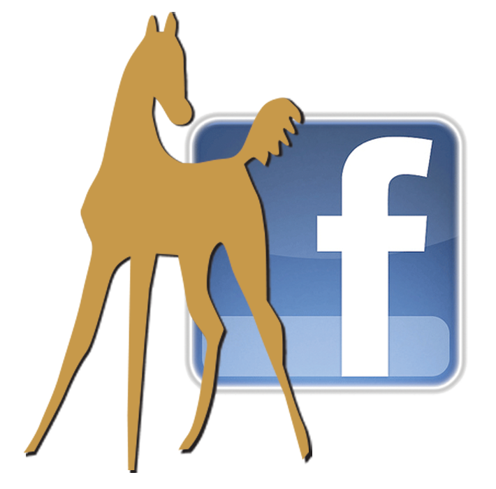 WarmbloodStallionsNA on Facebook